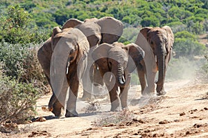Elephants in addo National Park