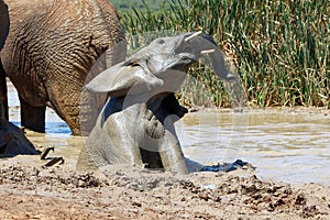 Elephants in addo National Park
