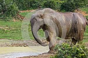 Elephants at Addo National Park