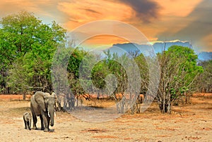 Elephants on the African Plains with a sunset sky and tree lined background in South Luangwa National Park, Zambia photo