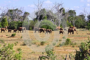 Elephants Africa