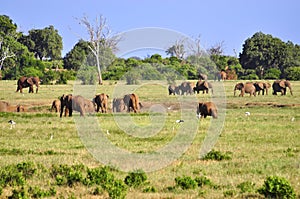 Elephants Africa