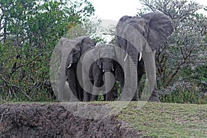 Elephants in Africa