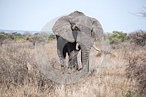 Elephants