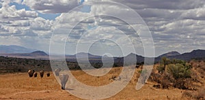 Elephants at African savanna of Tsavo West national park Kenya Africa