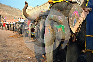 Elephants at amber fort