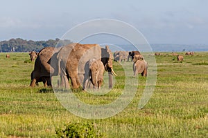 Elephants in Amboseli