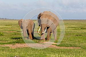 Elephants in Amboseli