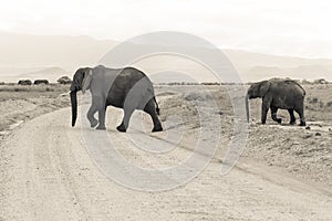 Elephants in Amboseli