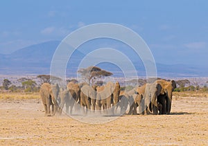 Elephants in amboseli, kenya photo