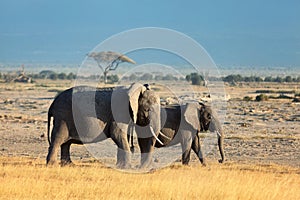 Elephants in Amboseli, Kenya
