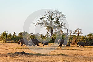 Elephants in Amboseli, Kenya