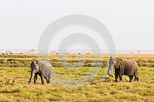 Elephants from Amboseli. Kenya, Africa