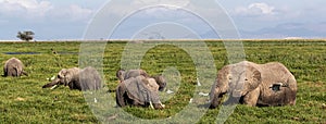 Elephants in Amboseli Marsh Web Banner