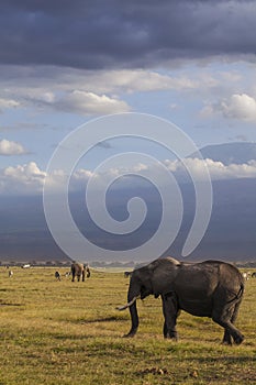 Elephants in Amboseli National park