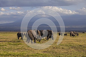 Elephants in Amboseli National park