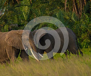 Elephants in the Amboseli National Park