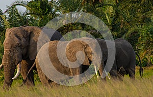 Elephants in the Amboseli National Park