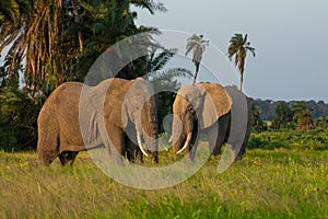 Elephants in the Amboseli National Park