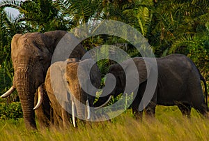 Elephants in the Amboseli National Park