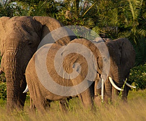 Elephants in the Amboseli National Park