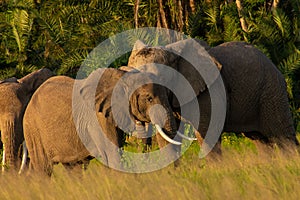 Elephants in the Amboseli National Park