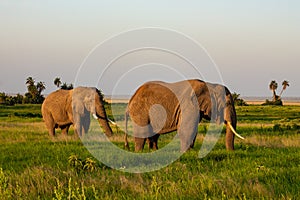 Elephants in the Amboseli National Park