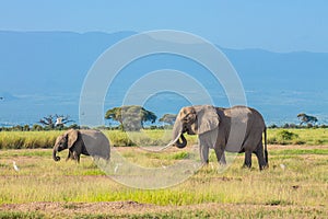 Elephants in the Amboseli National Park