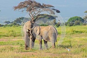 Elephants in the Amboseli National Park