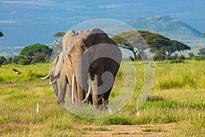 Elephants in the Amboseli National Park