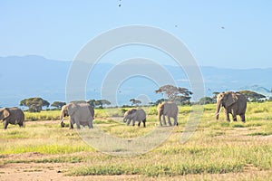 Elephants in the Amboseli National Park