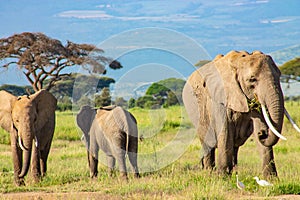 Elephants in the Amboseli National Park