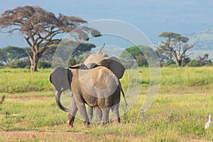 Elephants in the Amboseli National Park