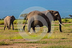 Elephants in the Amboseli National Park