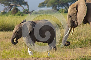 Elephants in the Amboseli National Park