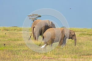 Elephants in the Amboseli National Park