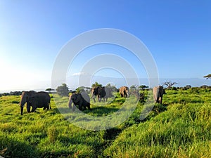 Elephants in the Amboseli National Park