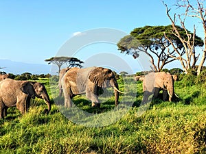 Elephants in the Amboseli National Park