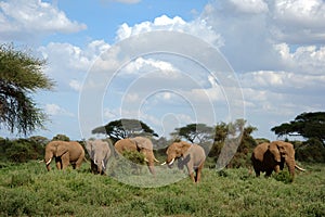 Elephants in Amboseli national park