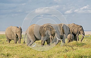 Elephants of Amboseli National Park