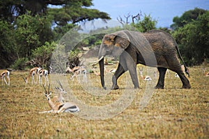 Elephants in Amboseli national park