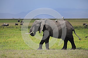 Elephants in Amboseli national park