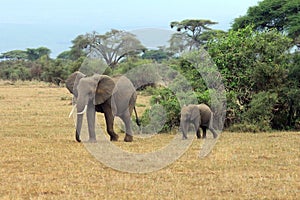 Elephants in Amboseli national park