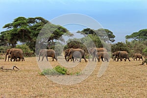 Elephants in Amboseli national park