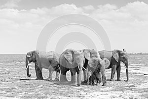 Herd of wild elephants in Amboseli National Park, Kemya. photo