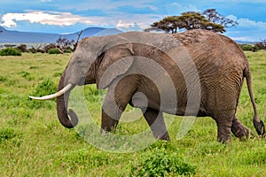 Elephants in the Amboseli National Park in Kenya