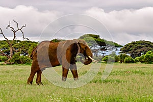 Elephants in the Amboseli National Park in Kenya