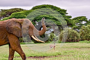 Elephants in the Amboseli National Park in Kenya