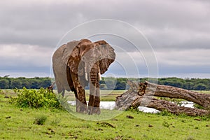 Elephants in the Amboseli National Park in Kenya