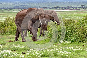 Elephants in the Amboseli National Park in Kenya